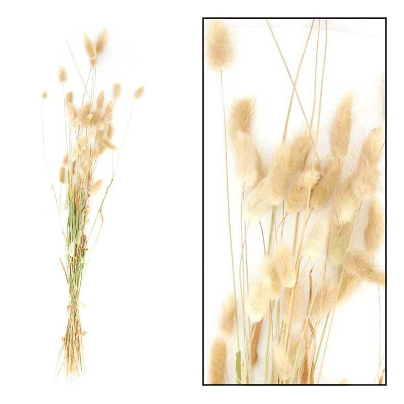 Susz dekoracyjny lagurus naturalny 75 cm