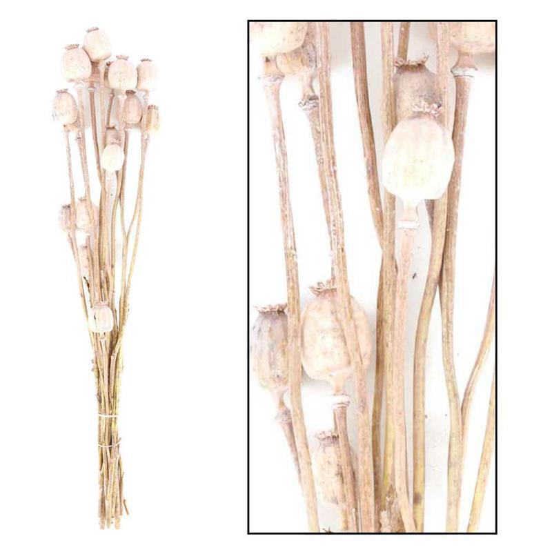 Suszone kwiaty Makówki łososiowe 60 cm