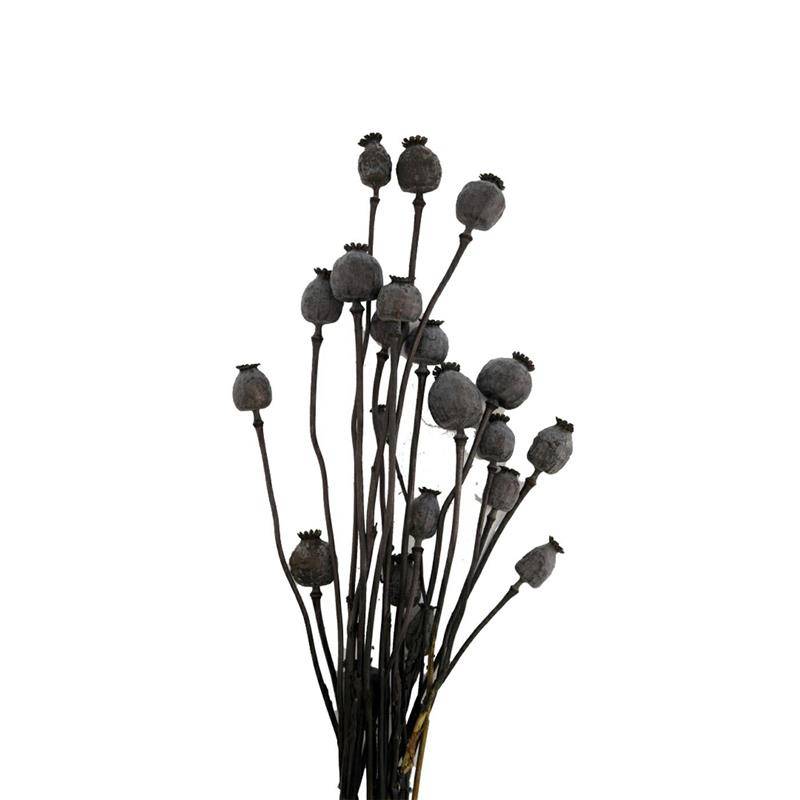 Suszone kwiaty Makówki czarne 60 cm